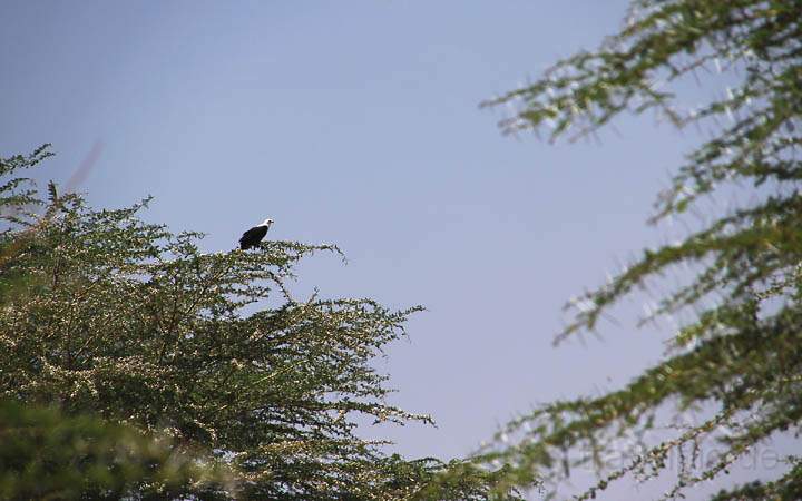 af_tz_lake_manyara_np_007.jpg - Ein Schreiseadler im Lake Manyara Nationalpark