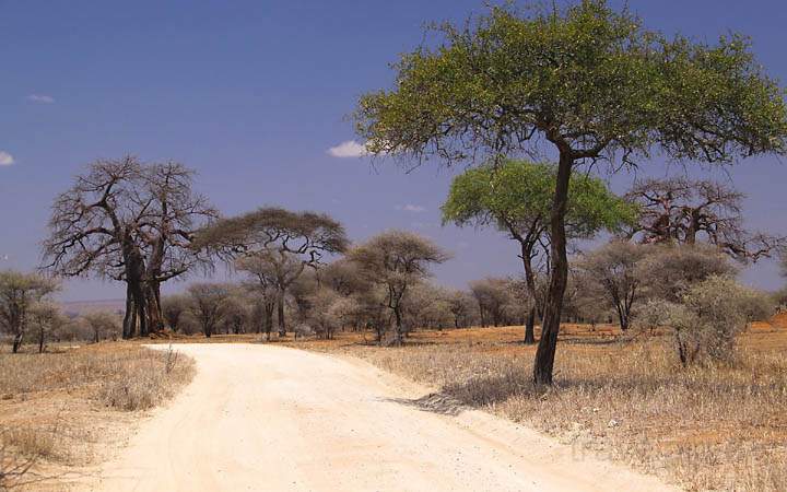 af_tz_tarangire_np_003.jpg - Unterwegs auf einer Piste im Tarangire Nationalpark