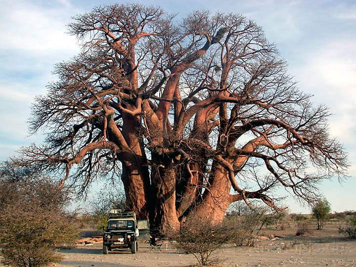 af_botswana_011.jpg - Auf der Fahrt in Botswana, Afrika