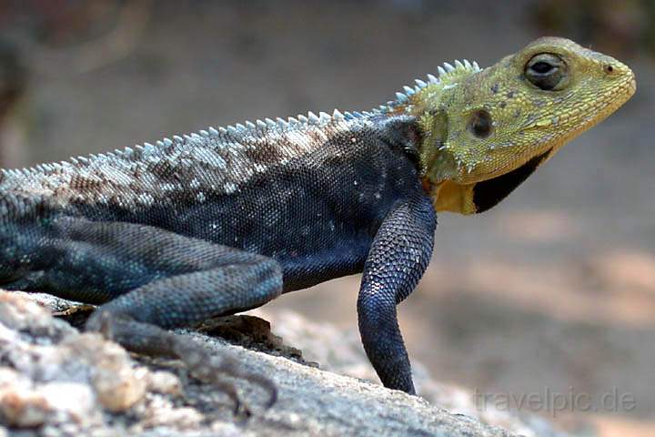 af_malawi_003.jpg - Ein Chameleon in Hab Acht Stellung