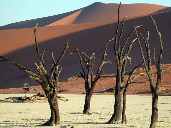 af_namibia_013.jpg - Drre Bume in der Wste von Namibia