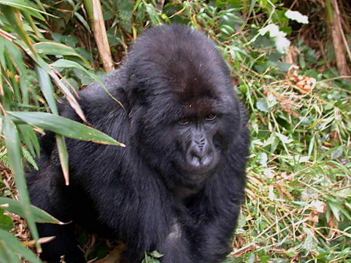 af_rwanda_011.jpg - Ein Blick auf einen Silverback in Rwanda