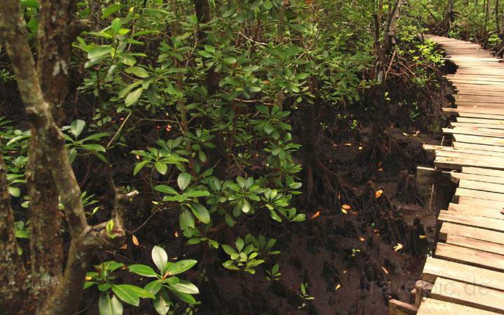 af_tz_jozani_np_010.jpg - Auf Spezialbrcken geht es durch den Mangrovenwald