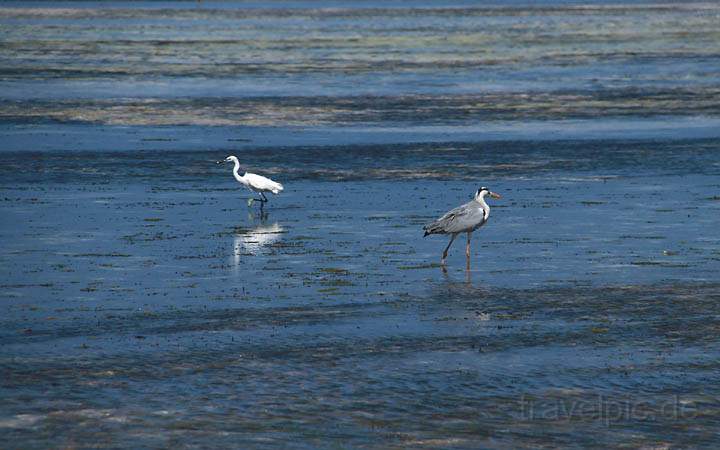 af_tz_ostkueste_005.jpg - Vgel im Wattenmeer an der Ostkste von Sansibar