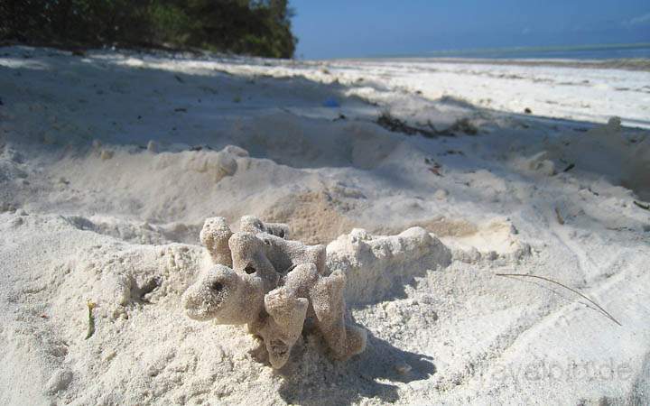 af_tz_ostkueste_007.jpg - Sandgebilde am Strand der Ostkste Sansibars