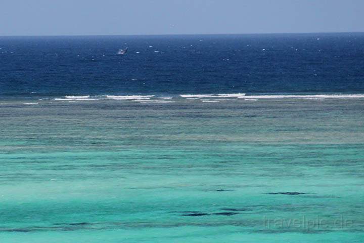 af_tz_ostkueste_012.jpg - Ein Orka im klaren Wasser der Ostkste von Sansibar