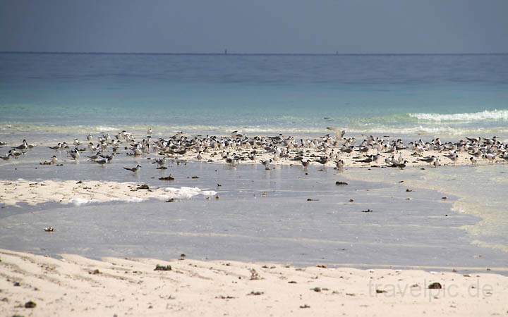 af_tz_sandbank_010.jpg - Mit uns auf der Sandbank im indischen Ozean sind einige Mwen