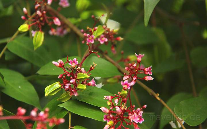 af_tz_spicetour_006.jpg - Die Blten der kleinen Sternfrucht