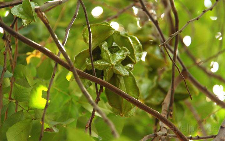 af_tz_spicetour_007.jpg - Die kleine Sternfrucht bereit zum ernten