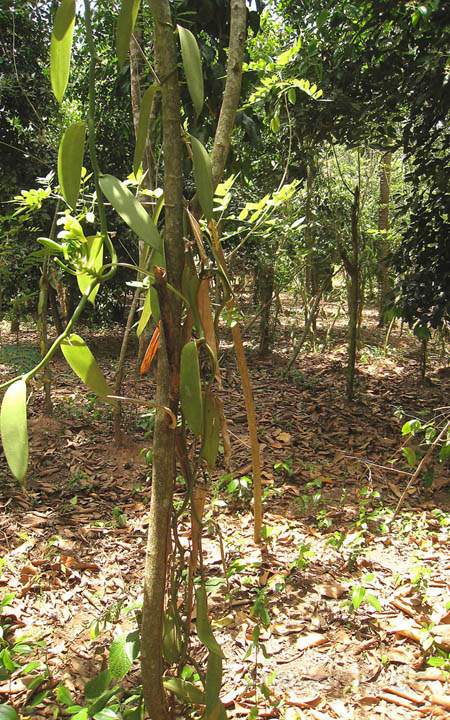 af_tz_spicetour_011.jpg - Ein Vanillebaum als nchster Stop auf der Spicetour