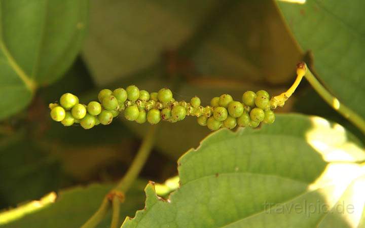 af_tz_spicetour_016.jpg - Je nachdem wann die Ernte von Pfeffer erfolgt, ist er entweder grn, rot oder schwarz