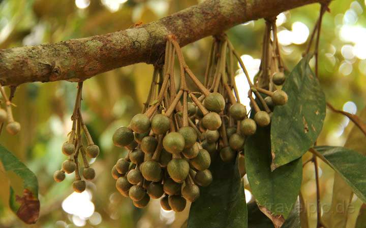 af_tz_spicetour_024.jpg - Die noch jungen Frchte des Durian-Baumes