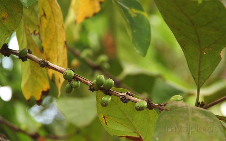 af_tz_spicetour_023.jpg - Die Kaffeesorte Arabica wchst bei dem tropischen Klima auf Sansibar