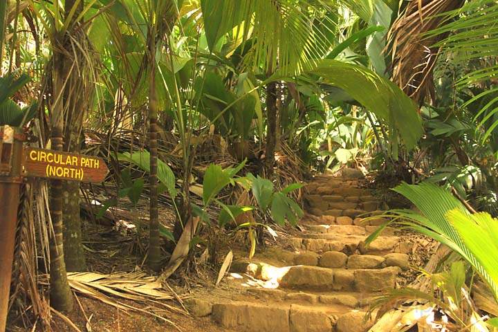 af_sey_praslin_003.jpg - Einer der vielen Pfade im Vallee de Mai Nationalpark auf Praslin