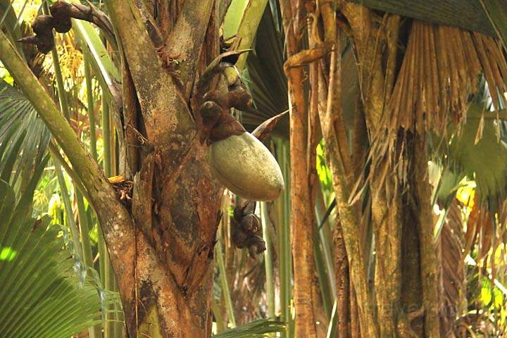 af_sey_praslin_004.jpg