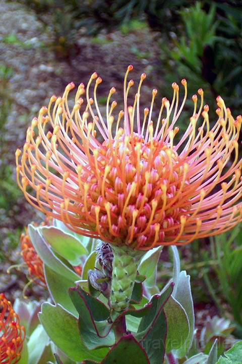 af_suedafrika_011.jpg - Protea im botanischen Garten Kirstenbosch, Kapstadt