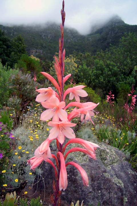 af_suedafrika_012.jpg - Taglinie im botanischen Garten Kirstenbosch, Kapstadt