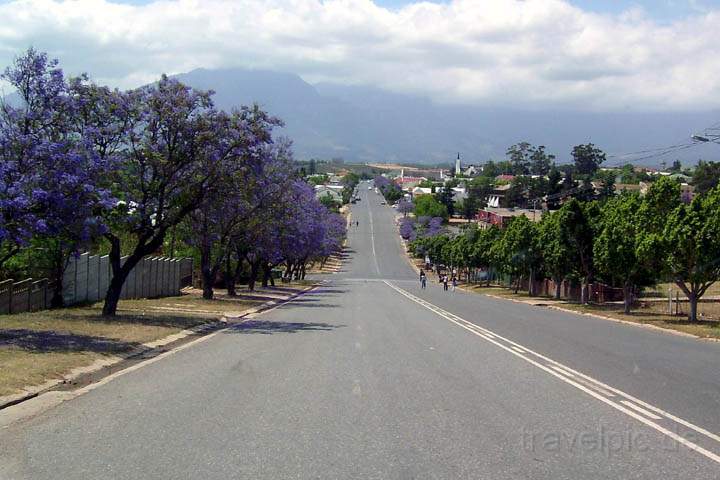 af_suedafrika_022.jpg - Jakacandabume im Weinanbaugebiet bei Tulbagh