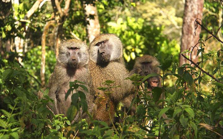 af_tz_arusha_np_004.jpg - Eine Pavianfamilie im saftig grnen Wald