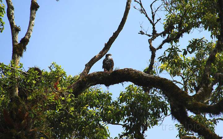 af_tz_arusha_np_005.jpg - In luftiger Hhe ein Adler