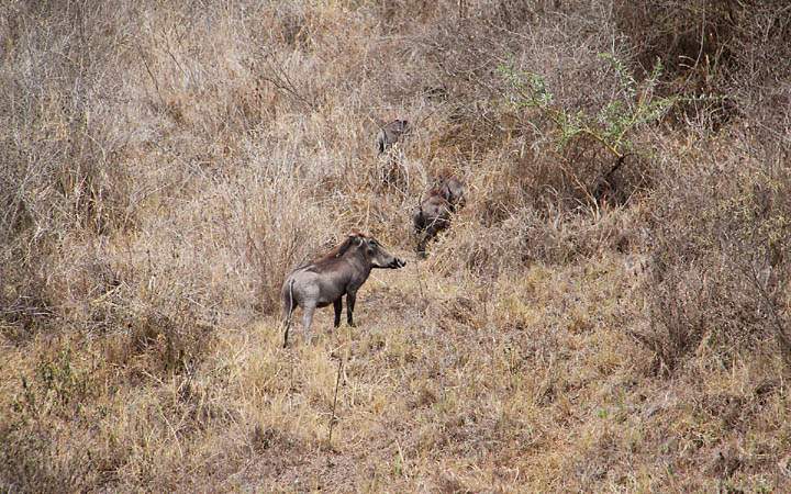 af_tz_arusha_np_009.jpg - Wildschweine on Tour