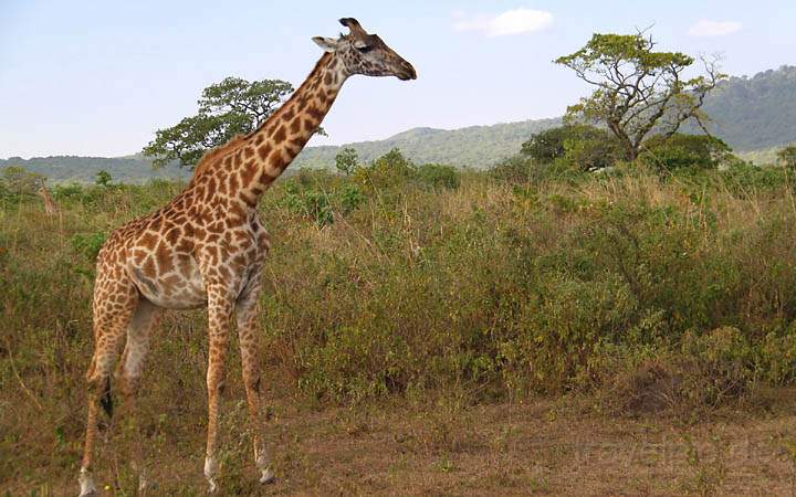 af_tz_arusha_np_015.jpg - Giraffe auf der Suche nach weiteren Akazienbumen