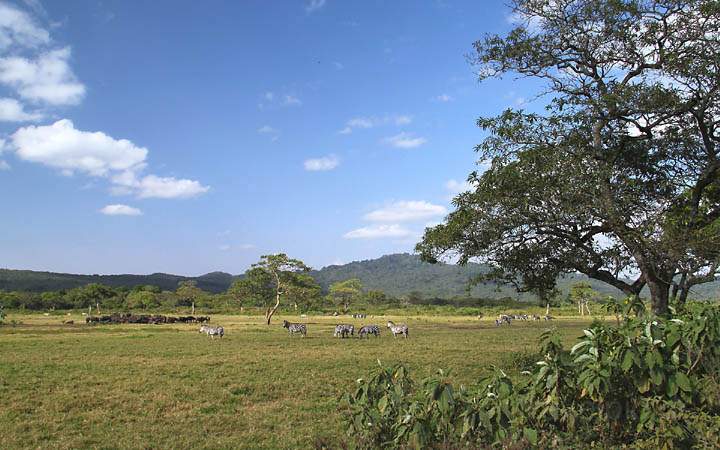 af_tz_arusha_np_018.jpg - Friedliches Miteinander der Bffel und Zebras