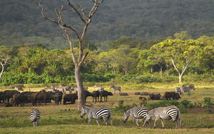 af_tz_arusha_np_019.jpg - Zebras und Bffel im Arusha Nationalpark