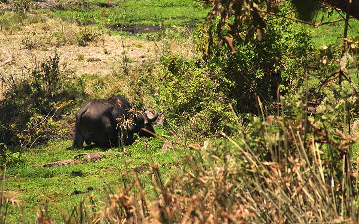 af_tz_lake_manyara_np_002.jpg - Ein grasender Bffel im Lake Manyara Nationalpark