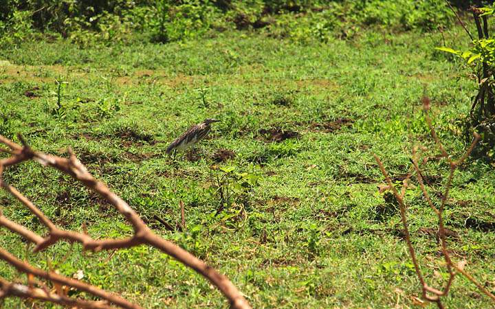 af_tz_lake_manyara_np_003.jpg - Ein Blick in die Vogelwelt im Nationalpark