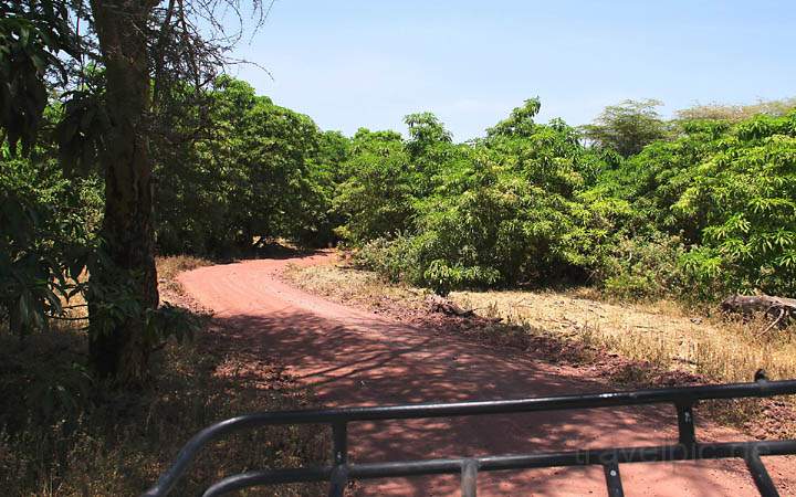 af_tz_lake_manyara_np_004.jpg - Der Weg im Park fhrt durch viel saftiges Grn