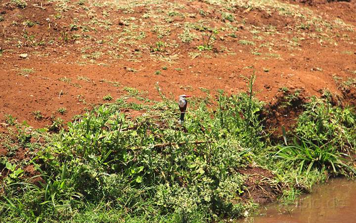 af_tz_lake_manyara_np_005.jpg - Ein Kingfisher/Eisvogel im Nationalpark