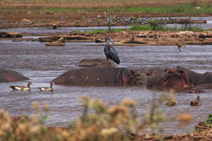 af_tz_lake_manyara_np_009.jpg - Ein Storch auf dem Rcken eines Nilpferdes