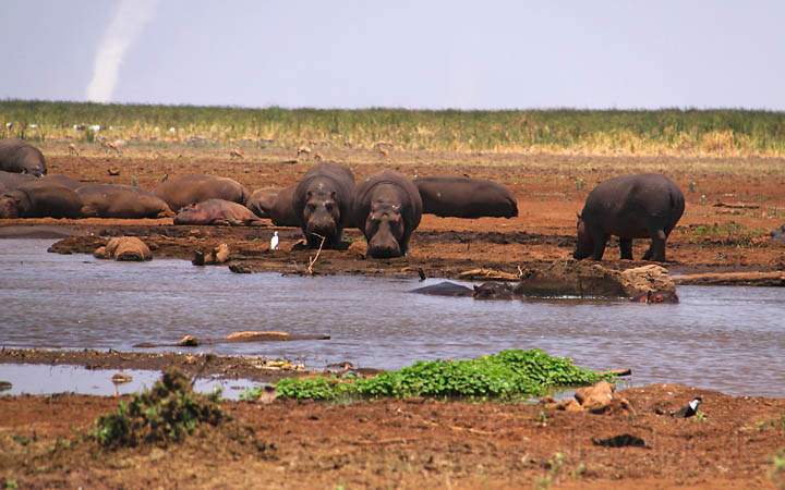 af_tz_lake_manyara_np_010.jpg - Flusspferde bei ihrer Lieblingsbeschftigung: Ausruhen