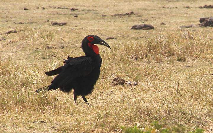 af_tz_lake_manyara_np_011.jpg - Dieser Vogel stolziert in der Nhe der Flusspferde