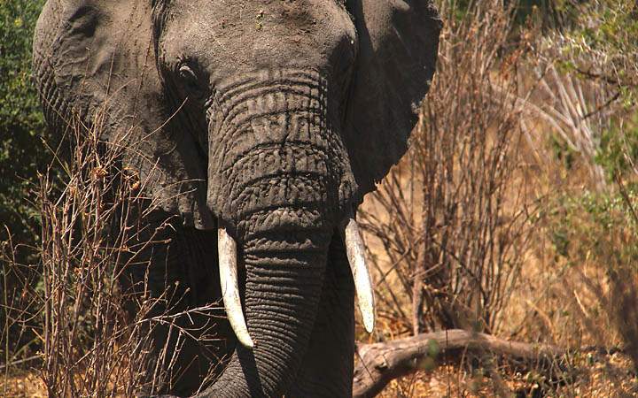 af_tz_lake_manyara_np_013.jpg - Sehr nahe an einem Elefant im Lake Manyara Nationalpark