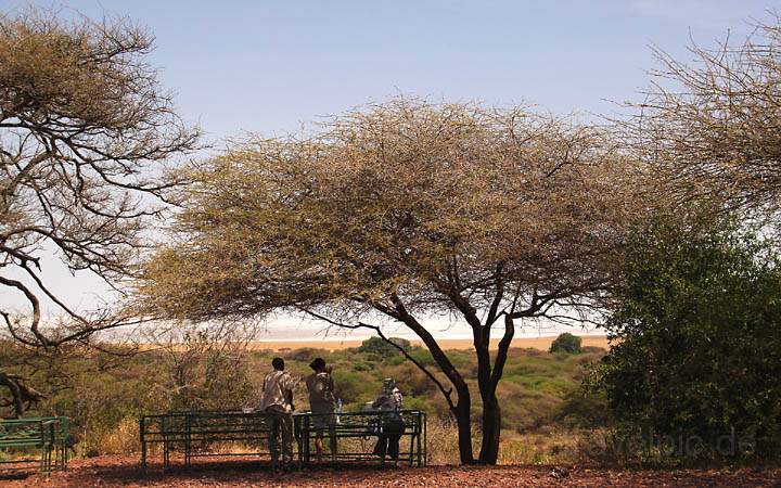 af_tz_lake_manyara_np_014.jpg - Ein Rastplatz im khlenden Schatten der Umbrella-Trees