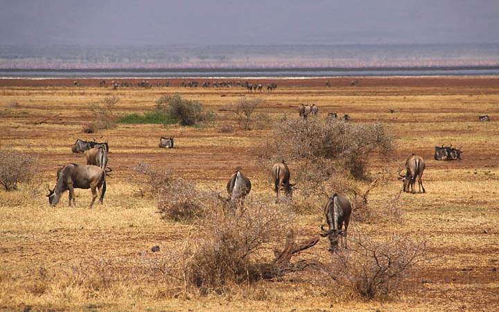 af_tz_lake_manyara_np_017.jpg - Gnus in der Weite des Lake Manyara Nationalparks