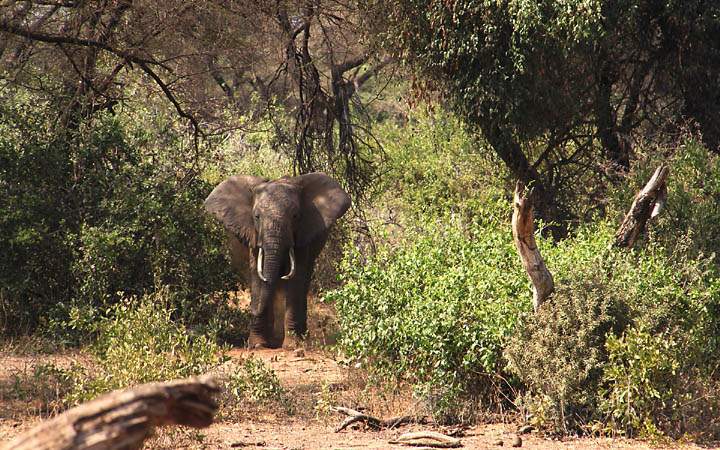 af_tz_lake_manyara_np_018.jpg - Ein Elefant kommt aus dem Unterholz auf uns zu