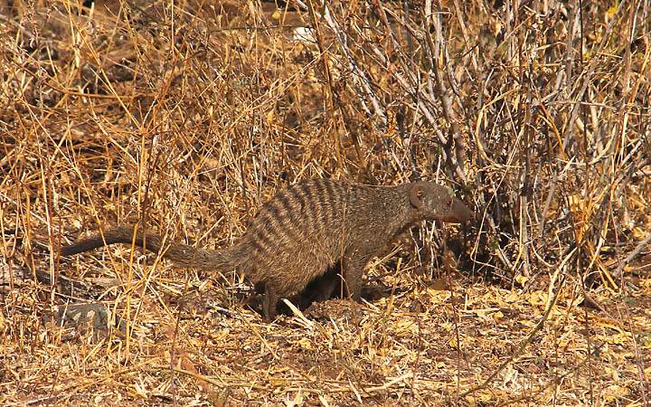 af_tz_lake_manyara_np_019.jpg - Eine Zebramanguste ist in der Steppe gut getarnt