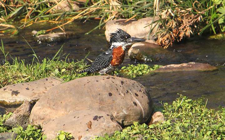 af_tz_lake_manyara_np_020.jpg - Ein Eisvogel - frisch aus dem Wasser