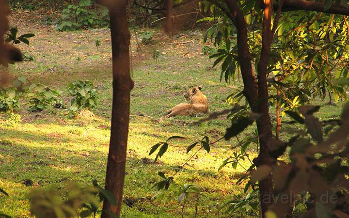 af_tz_lake_manyara_np_021.jpg - Auf einer Lichtung im Wald ruht ein Lwe