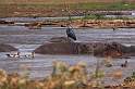 af_tz_lake_manyara_np_009