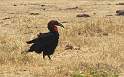 af_tz_lake_manyara_np_011