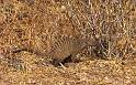 af_tz_lake_manyara_np_019