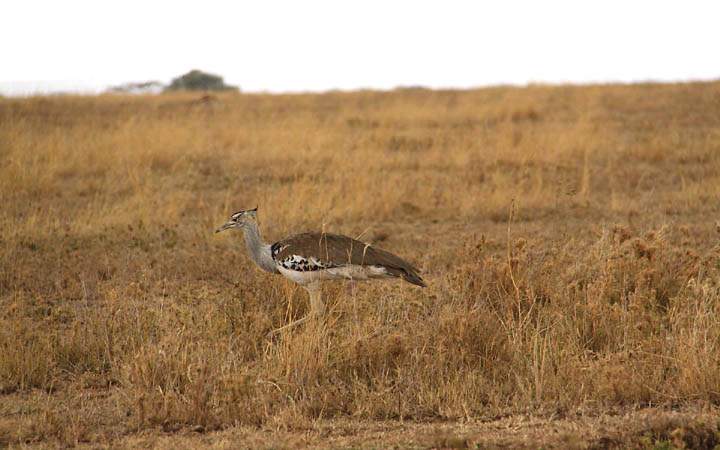 af_tz_serengeti_np_004.jpg