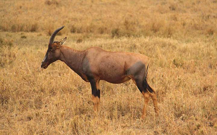 af_tz_serengeti_np_005.jpg