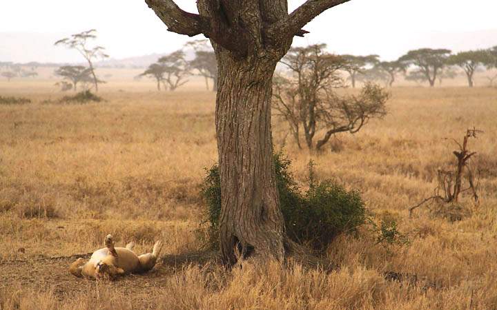 af_tz_serengeti_np_007.jpg