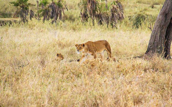 af_tz_serengeti_np_008.jpg