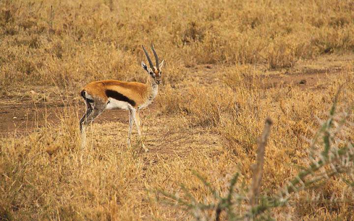 af_tz_serengeti_np_009.jpg